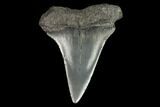 Fossil Mako Shark Tooth - South Carolina #128742-1